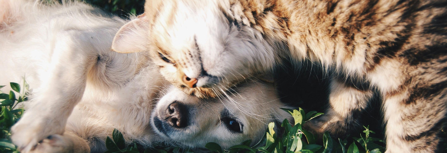 A photo of a white dog and a tabby cat cuddling with their heads together
