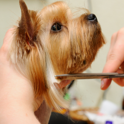Yorkie dog having hair cut with scissors by groomer