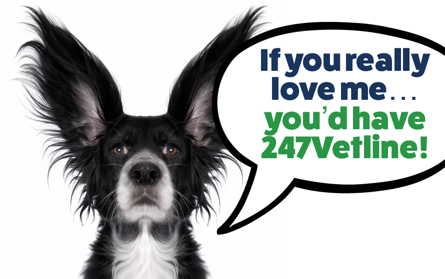 Black and white dog with a speech bubble that says 